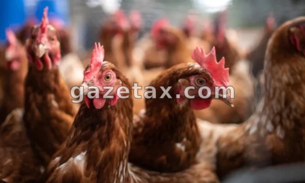 AUV ndalon importin e shpezëve dhe produkteve të tyre nga disa regjione të Polonisë